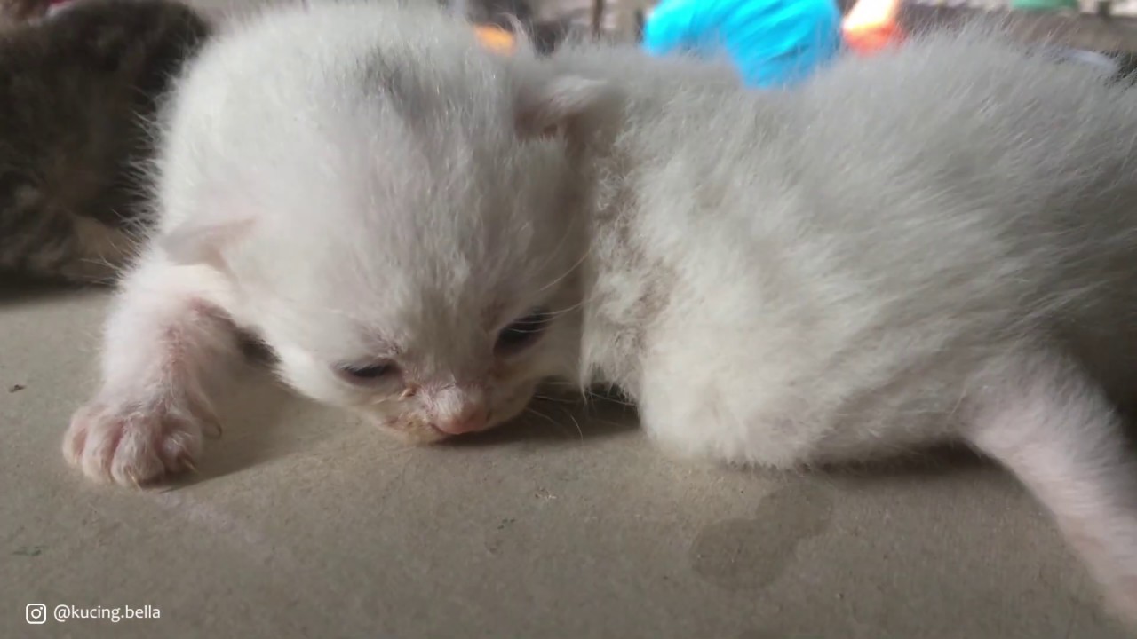 Bayi Kucing Persia - KibrisPDR