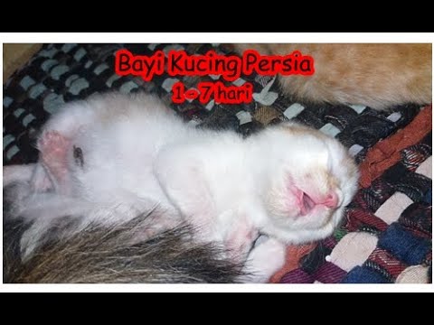 Detail Bayi Kucing Persia Nomer 28
