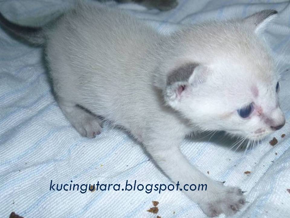 Detail Bayi Kucing Siam Nomer 24
