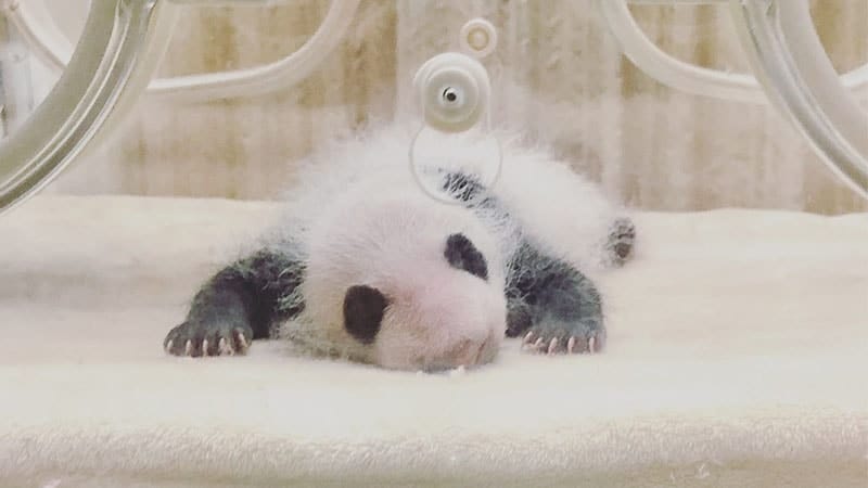 Detail Bayi Panda Baru Lahir Nomer 18