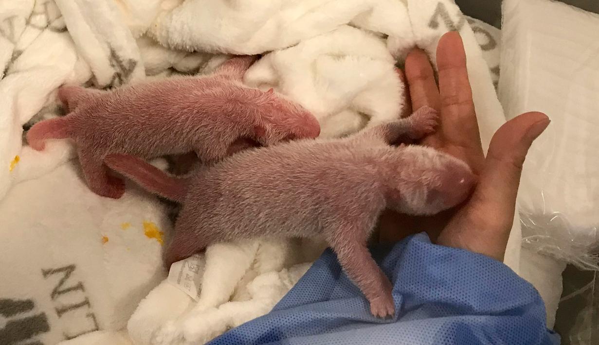 Detail Bayi Panda Baru Lahir Nomer 3