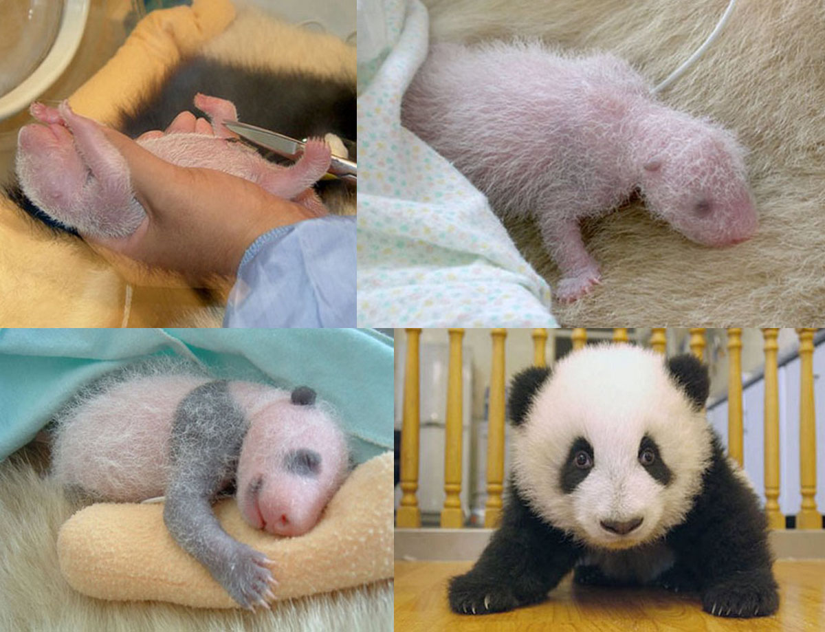Detail Bayi Panda Baru Lahir Nomer 7