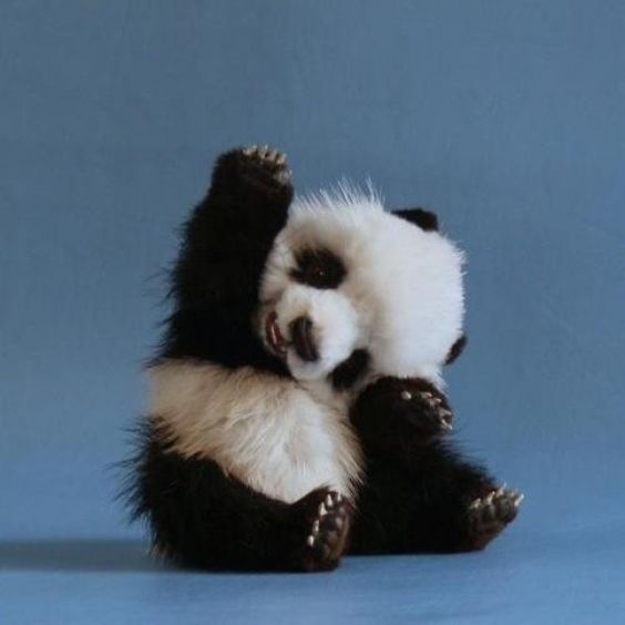 Bayi Panda Lucu Dan Imut - KibrisPDR