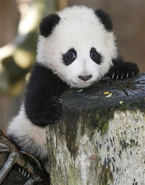 Detail Bayi Panda Lucu Dan Imut Nomer 17