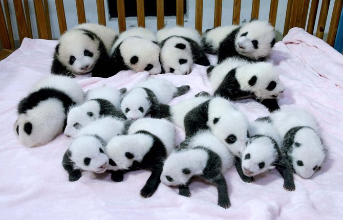 Detail Bayi Panda Lucu Dan Imut Nomer 22