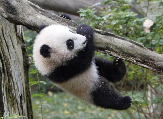 Detail Bayi Panda Lucu Dan Imut Nomer 23