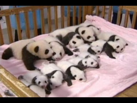 Detail Bayi Panda Lucu Dan Imut Nomer 24