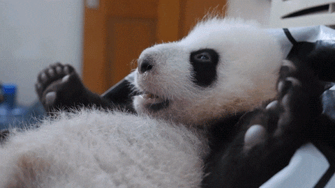 Detail Bayi Panda Lucu Dan Imut Nomer 28