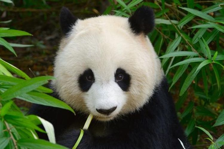Detail Bayi Panda Lucu Dan Imut Nomer 37