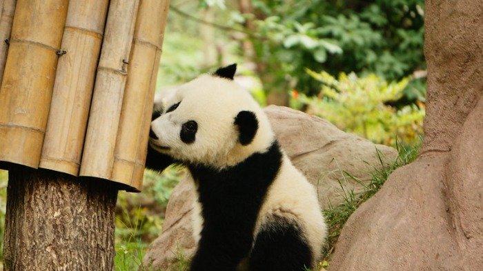 Detail Bayi Panda Lucu Dan Imut Nomer 5