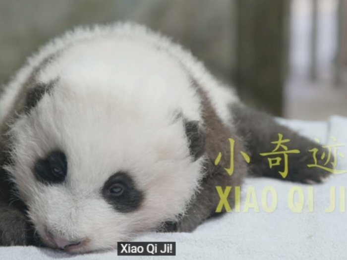 Detail Bayi Panda Lucu Dan Imut Nomer 40