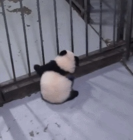 Detail Bayi Panda Lucu Dan Imut Nomer 42