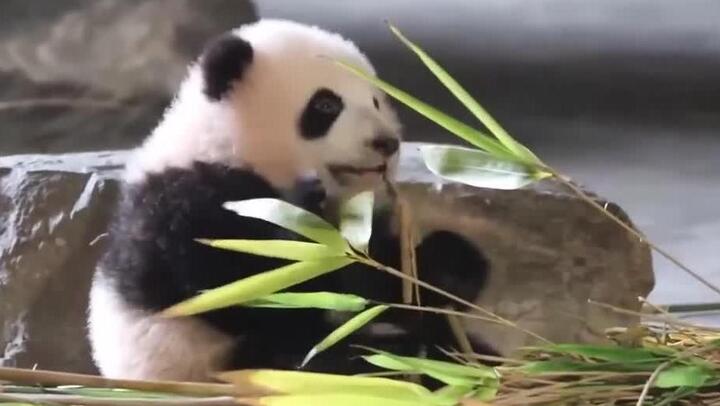 Detail Bayi Panda Lucu Dan Imut Nomer 43