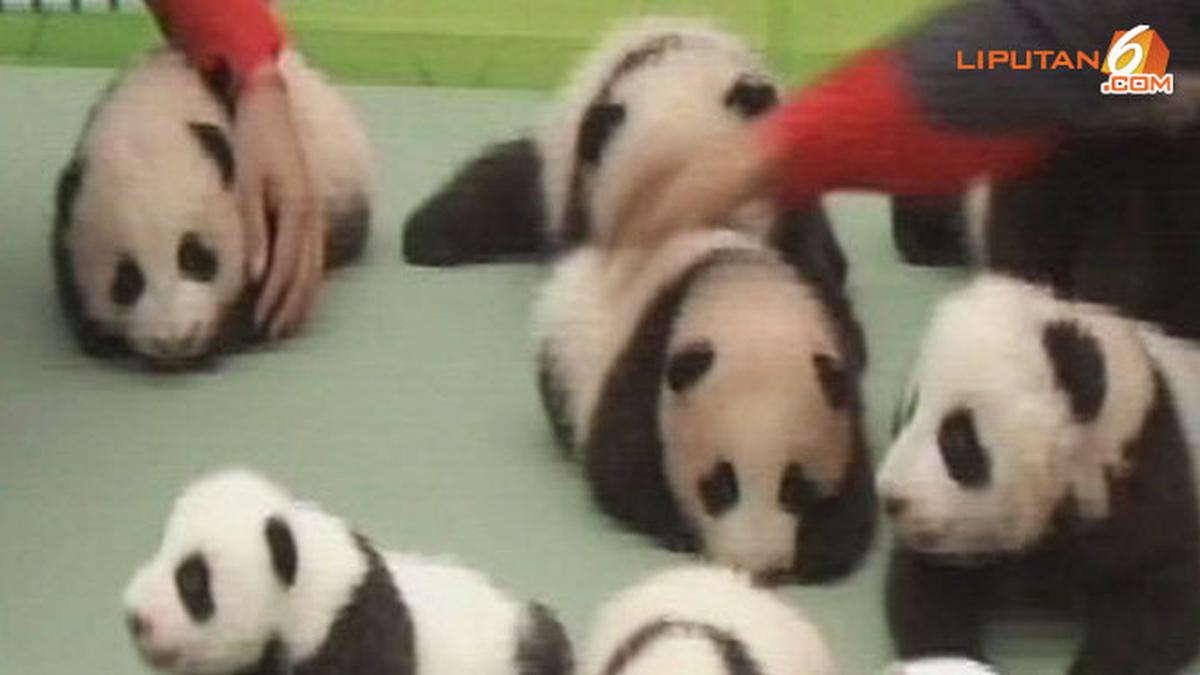 Detail Bayi Panda Lucu Dan Imut Nomer 48