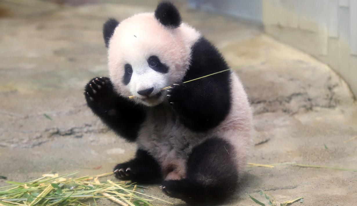 Detail Bayi Panda Lucu Dan Imut Nomer 53