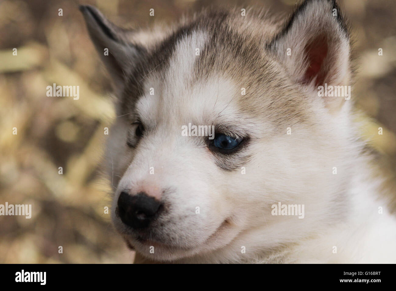 Detail Bayi Siberian Husky Nomer 19