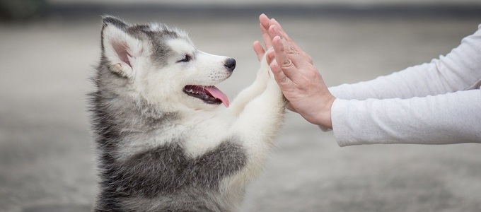 Detail Bayi Siberian Husky Nomer 3