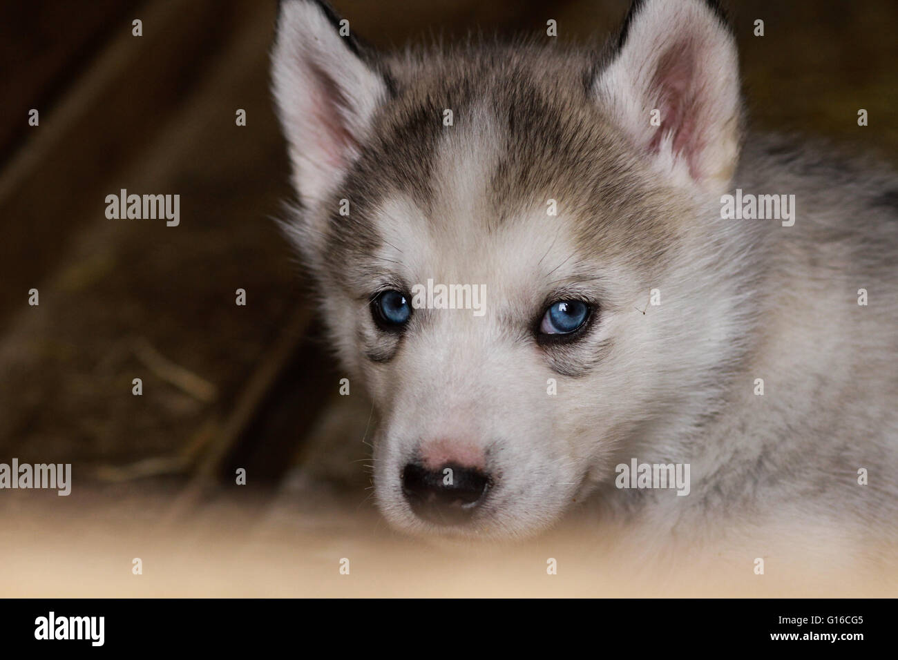 Detail Bayi Siberian Husky Nomer 21