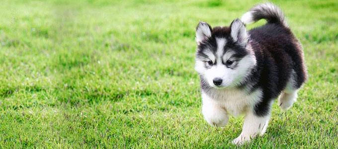 Detail Bayi Siberian Husky Nomer 28