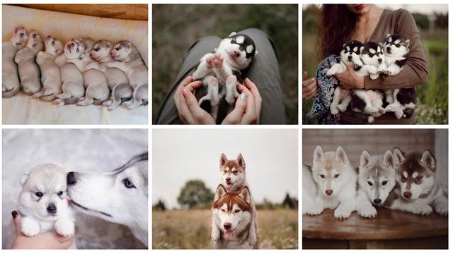 Detail Bayi Siberian Husky Nomer 4