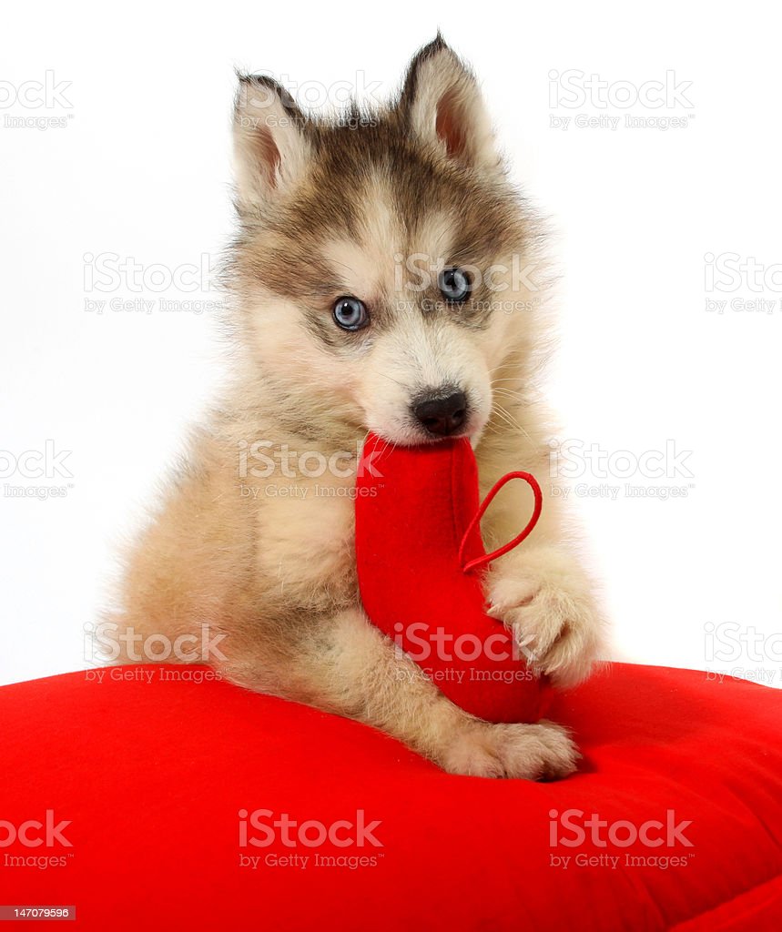 Download Bayi Siberian Husky Nomer 37