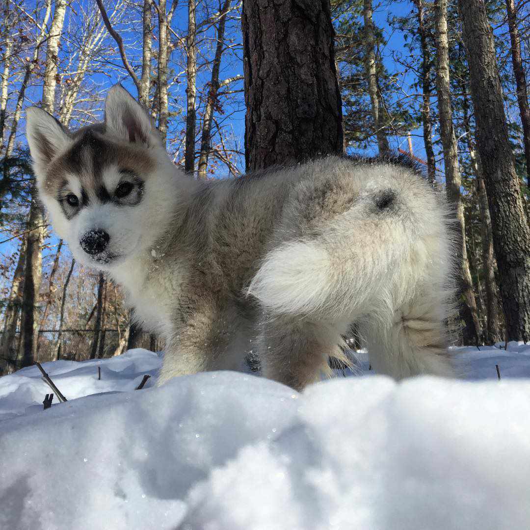 Detail Bayi Siberian Husky Nomer 40