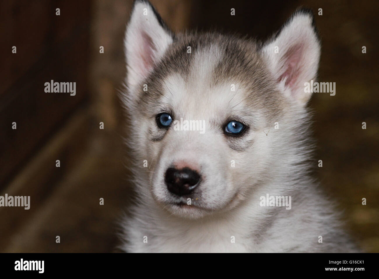 Detail Bayi Siberian Husky Nomer 10