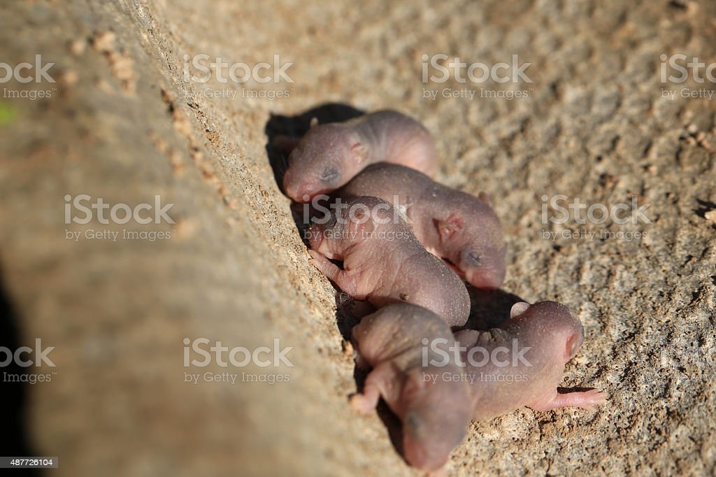 Detail Bayi Tikus Baru Lahir Nomer 24