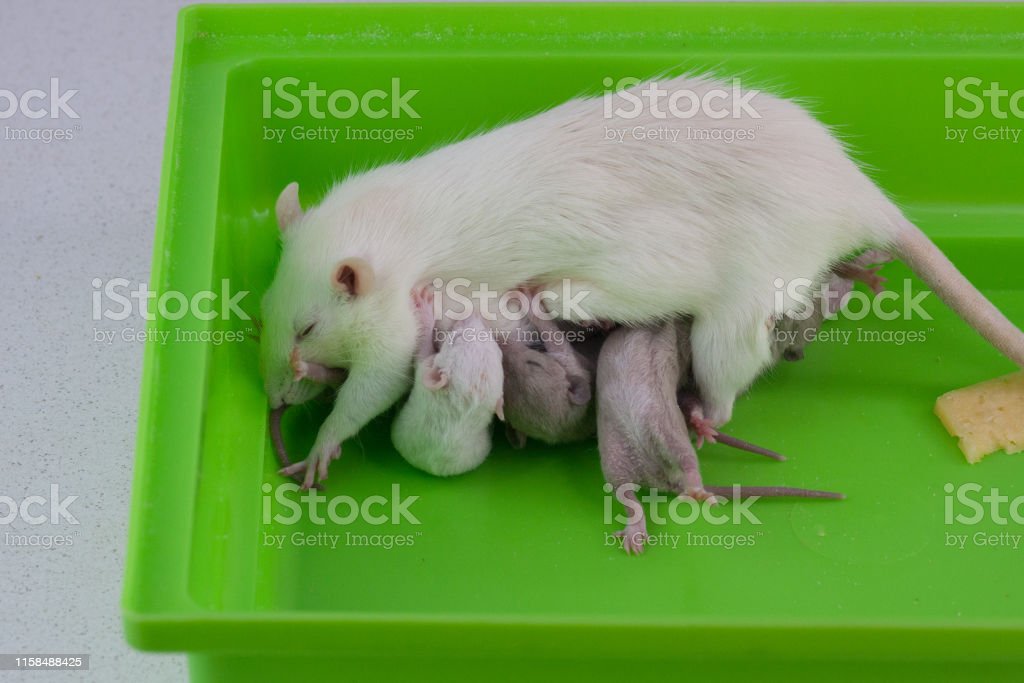 Detail Bayi Tikus Baru Lahir Nomer 27