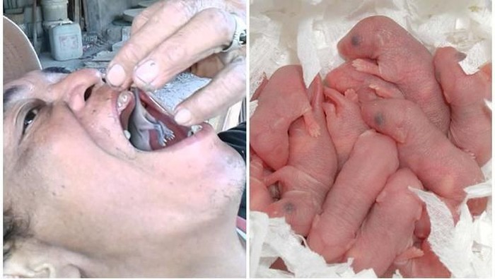 Detail Bayi Tikus Baru Lahir Nomer 5