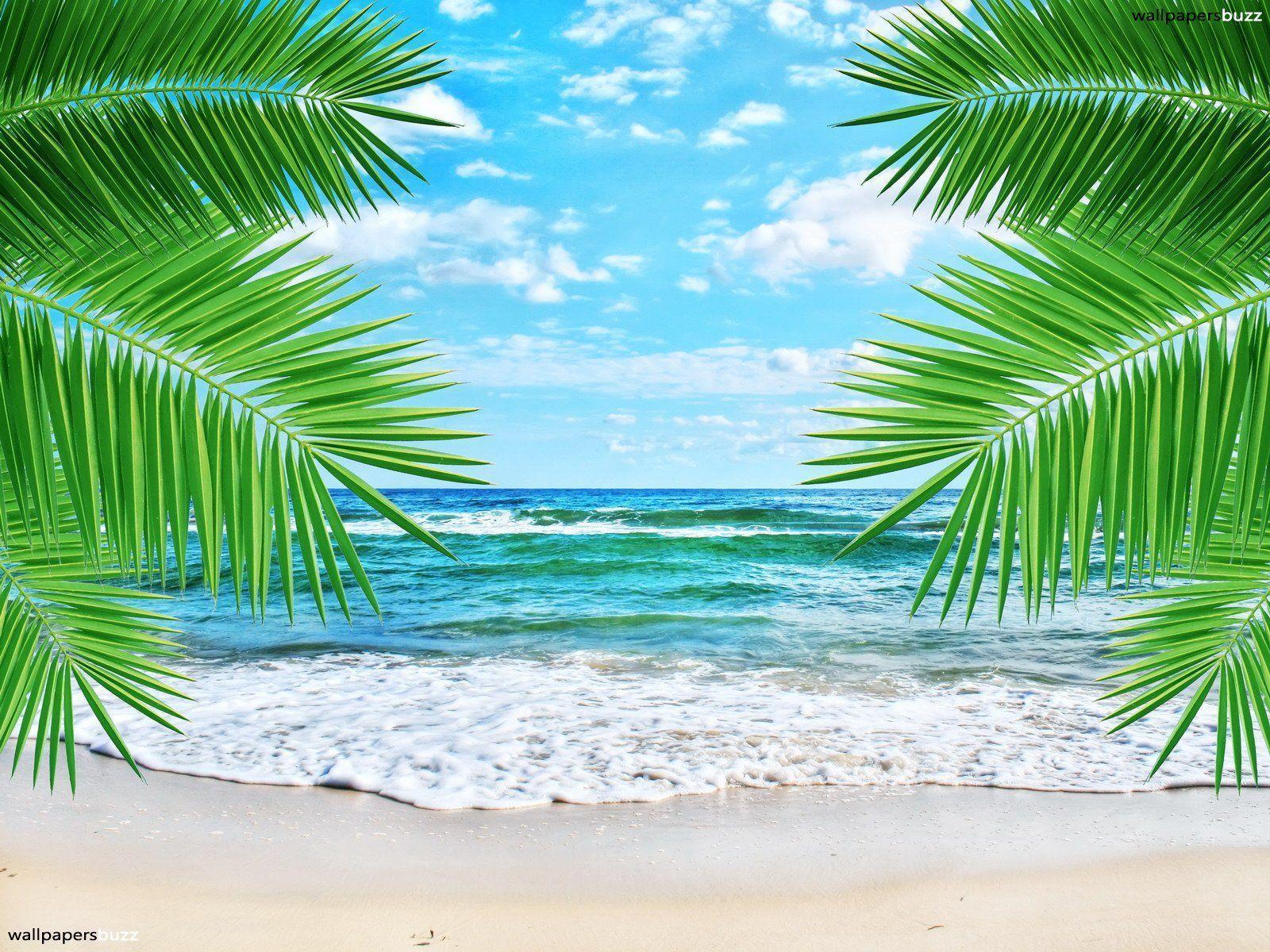 Detail Beach Images Free Download Nomer 49