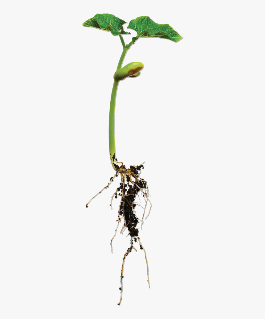 Bean Plant Png - KibrisPDR