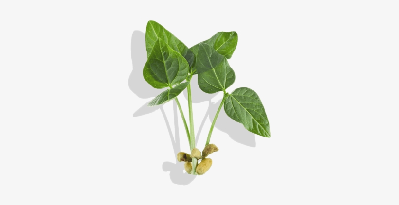 Detail Bean Plant Png Nomer 11