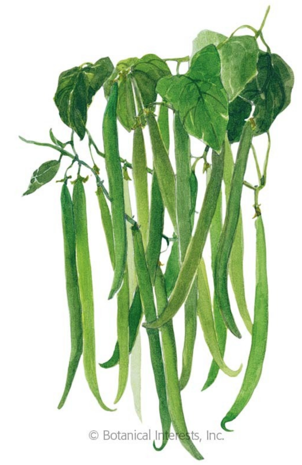 Detail Bean Plant Png Nomer 18