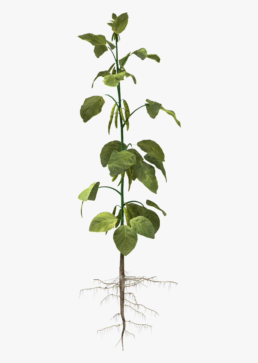 Detail Bean Plant Png Nomer 3