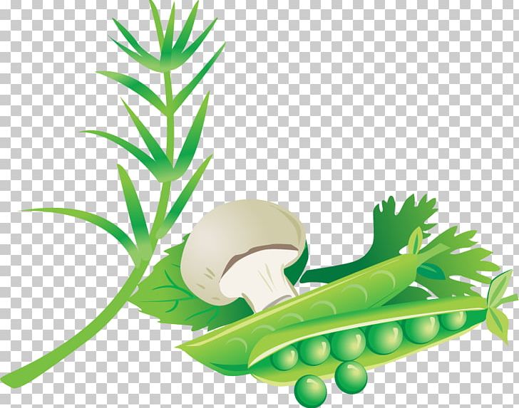 Detail Bean Plant Png Nomer 22