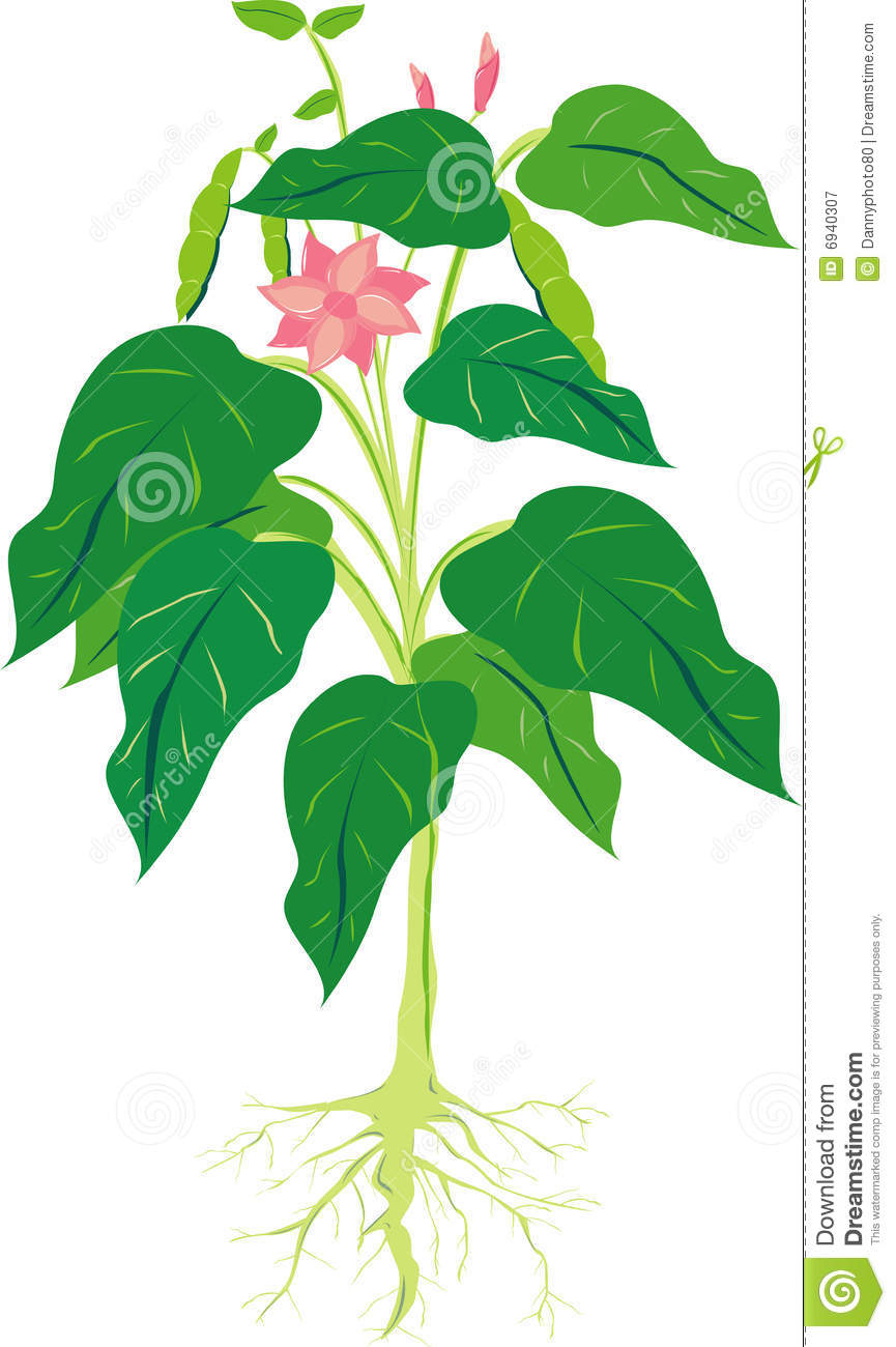 Detail Bean Plant Png Nomer 29