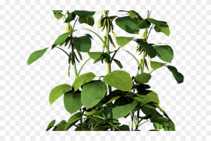 Detail Bean Plant Png Nomer 4