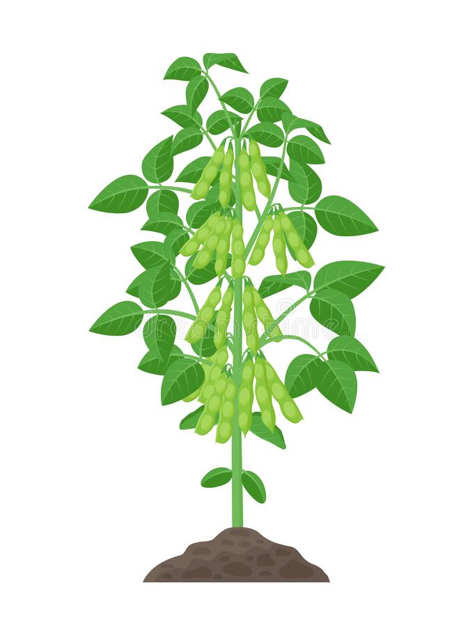 Detail Bean Plant Png Nomer 35