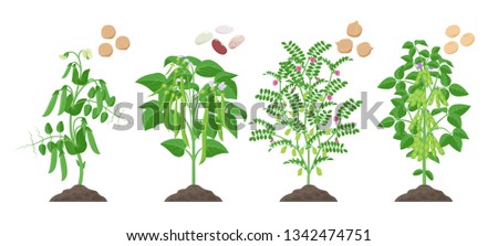 Detail Bean Plant Png Nomer 40