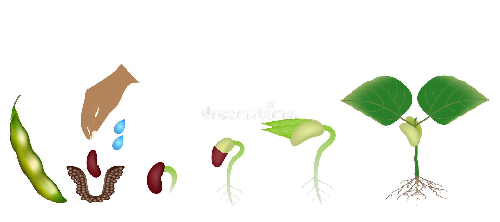 Detail Bean Plant Png Nomer 54