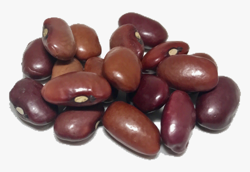 Bean Transparent Background - KibrisPDR