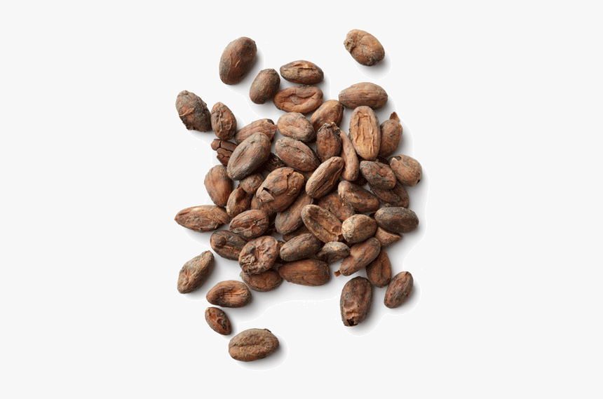 Detail Bean Transparent Background Nomer 30