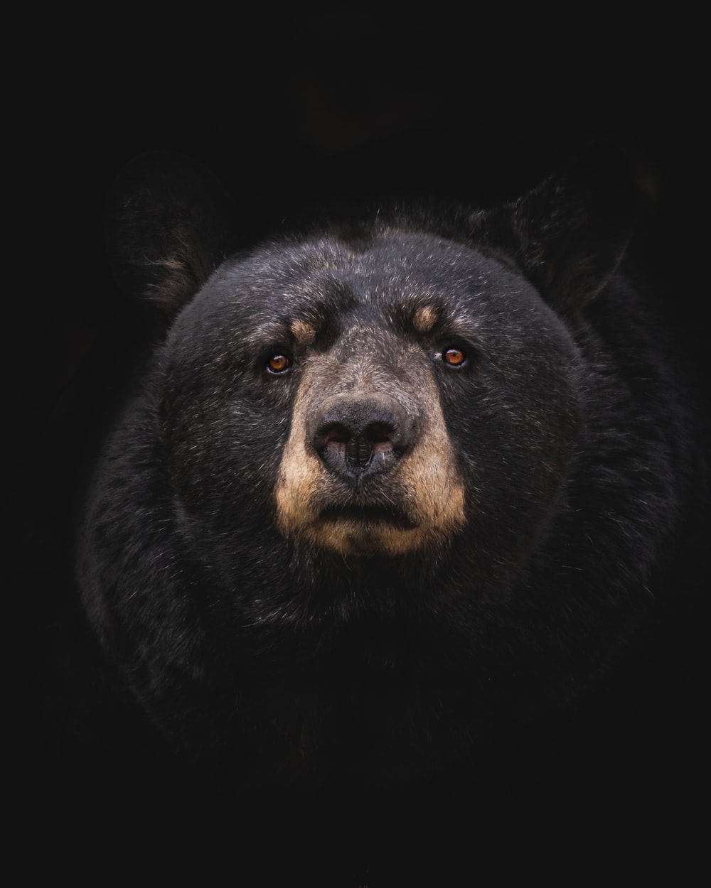 Detail Bear Animal Pictures Nomer 24