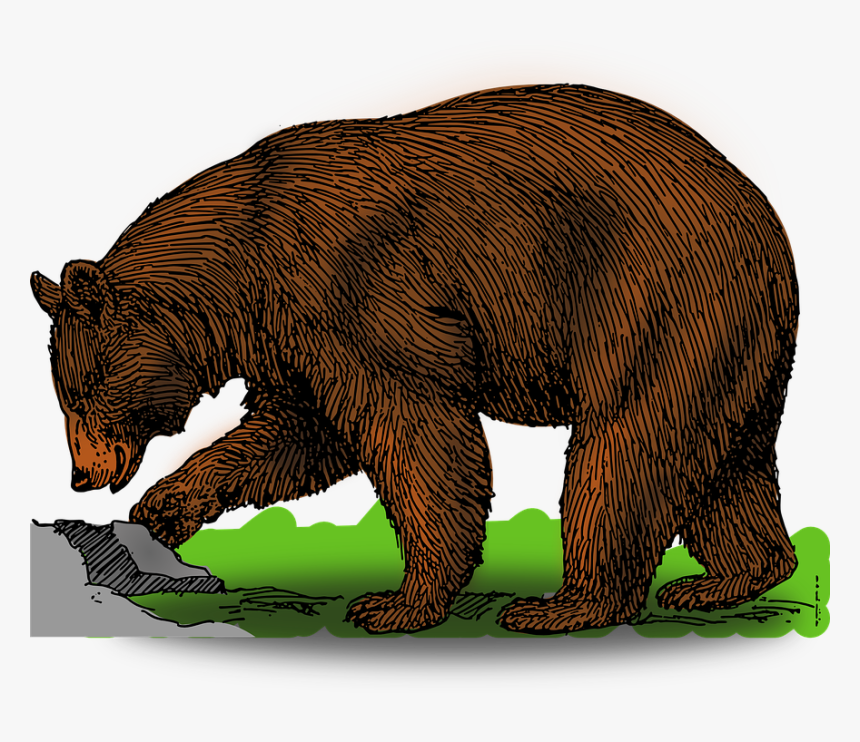 Detail Bear Clipart Nomer 37