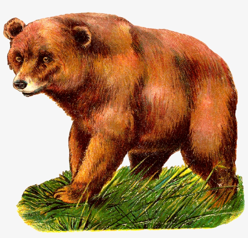 Detail Bear Clipart Transparent Nomer 20