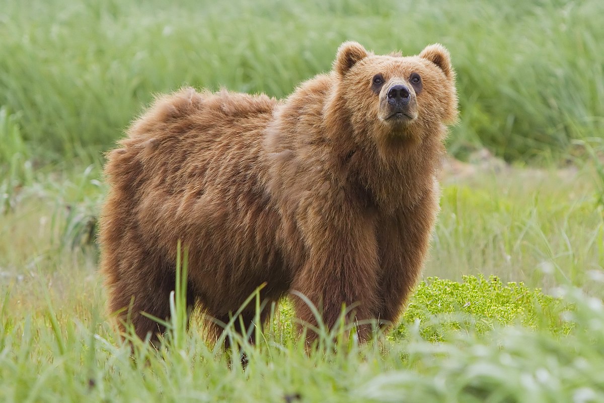 Bear Image - KibrisPDR