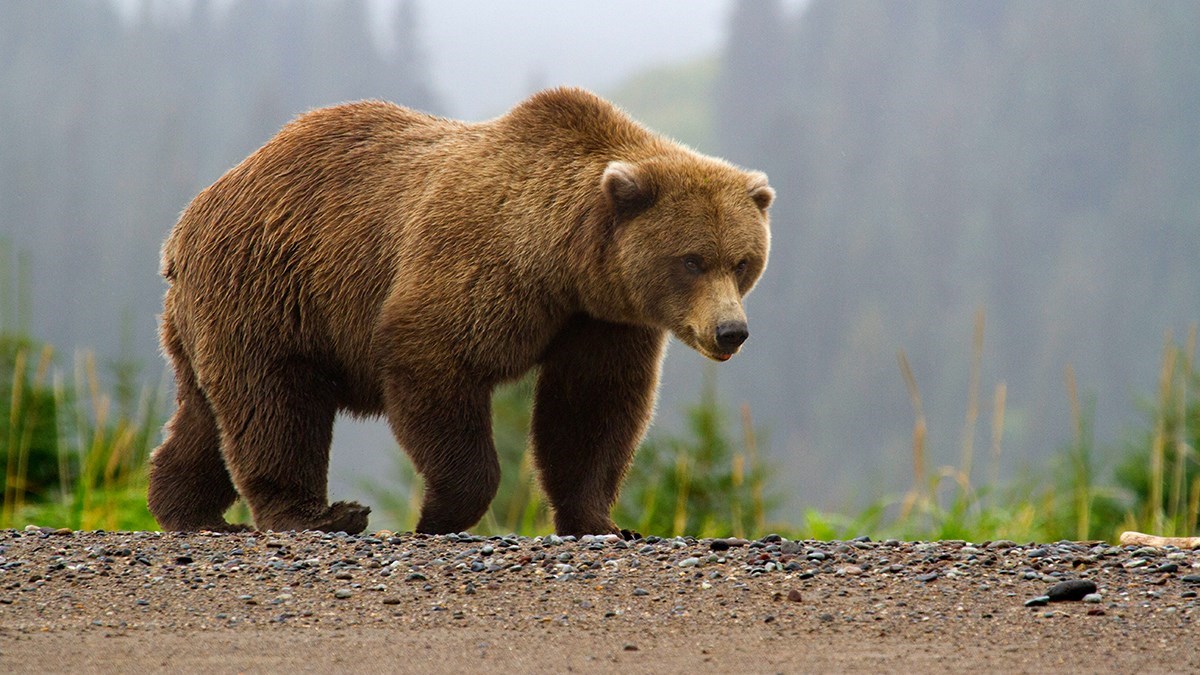 Detail Bear Image Nomer 12