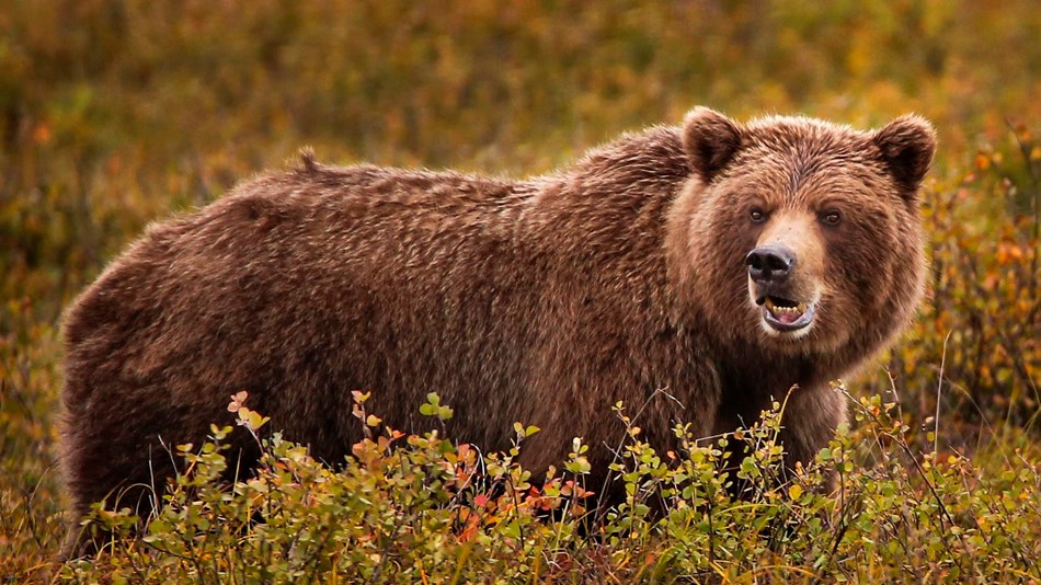 Detail Bear Image Nomer 19