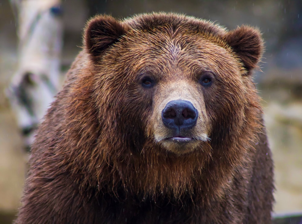 Detail Bear Image Nomer 3